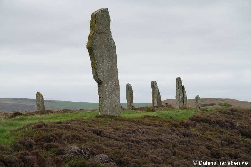 Ring of Brodgar