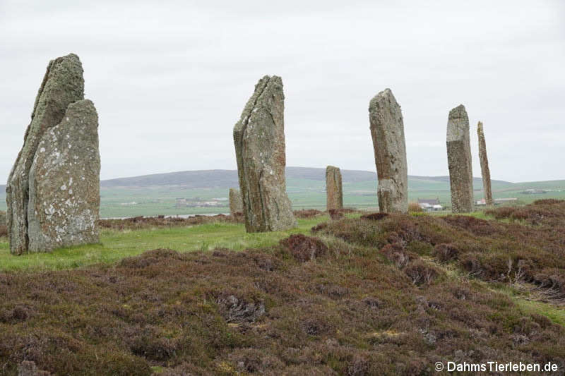 Ring of Brodgar