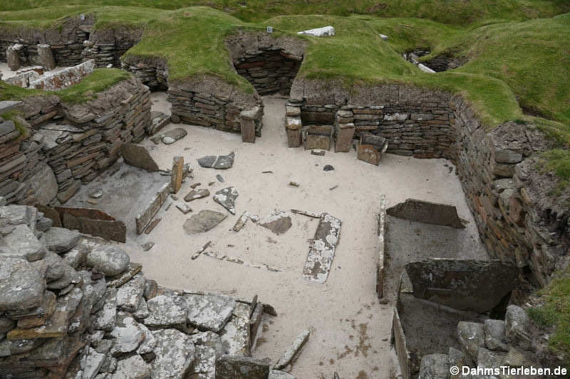 Skara Brae Haus 5