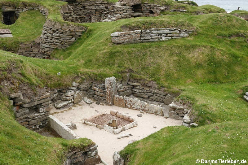 Skara Brae Haus 9