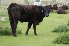 Aberdeenrind (Aberdeen Angus) aus Mainland, Orkney Islands