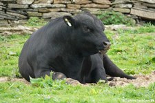 Aberdeenrind (Aberdeen Angus) aus Mainland, Orkney Islands