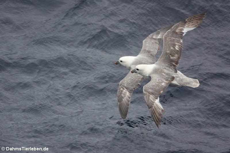 Eissturmvögel (Fulmarus glacialis)