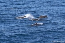 Grindwale (Globicephala melas) nahe der Orkney Islands