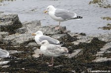 Silbermöwen (Larus argentatus argenteus) aus Mainland, Orkney Islands