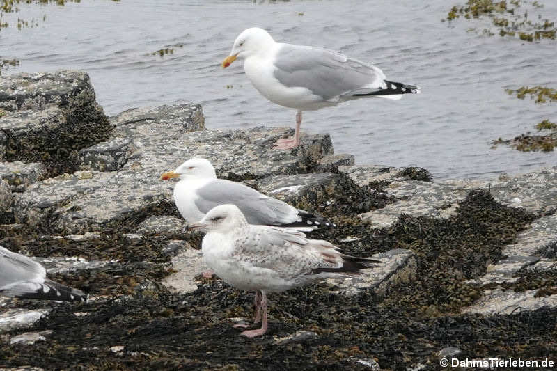 Silbermöwen (Larus argentatus)