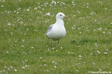 Sturmmöwe (Larus canus canus) aus Mainland, Orkney Islands