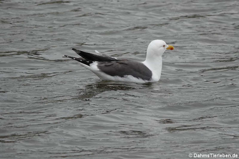 Larus marinus-1