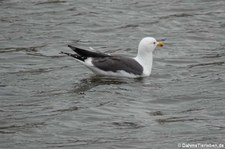 Mantelmöwe (Larus marinus) aus Mainland, Orkney Islands