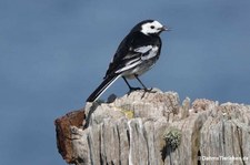 Trauerbachstelze (Motacilla alba yarrellii)
auf den schottischen Orkney Islands Motacilla alba yarrellii-1