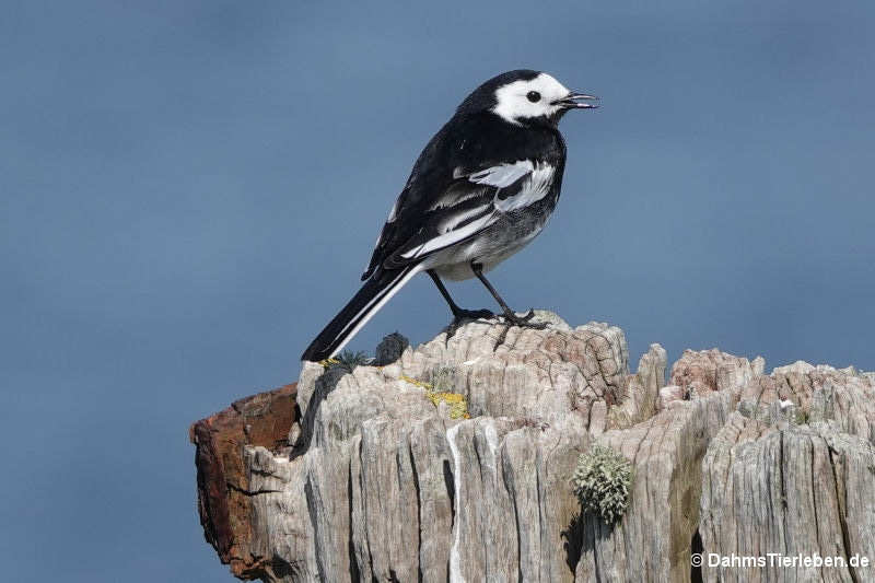 Bachstelze
(Motacilla alba yarrellii) Bachstelze (Motacilla alba yarrellii)