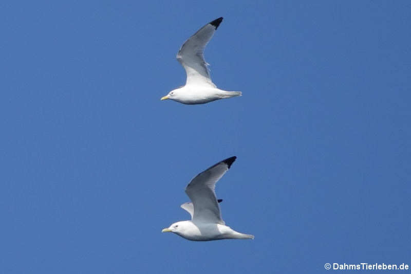 Rissa tridactyla tridactyla-1