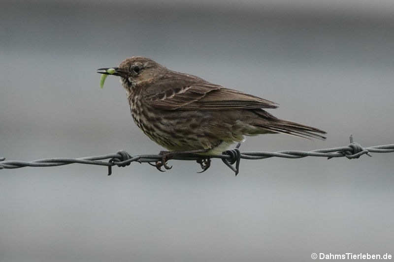 Singdrossel (Turdus philomelos) 