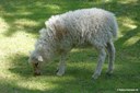 Asenschaf