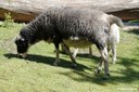 Asenschaf