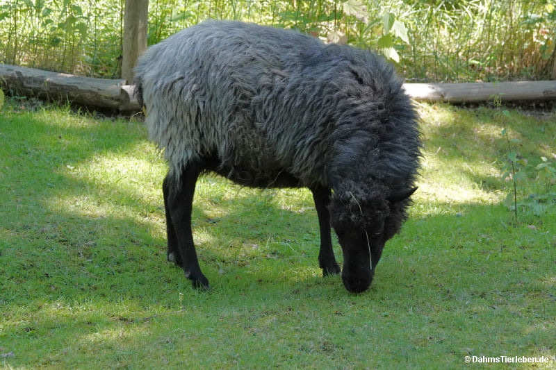 Åsenschaf-3