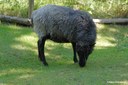 Asenschaf