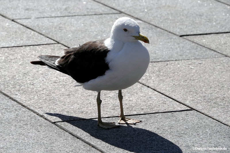 Baltische Heringsmöwe Larus fuscus fuscus-1