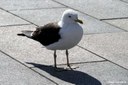 Larus fuscus fuscus