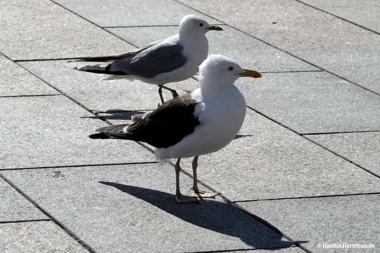 Larus fuscus fuscus