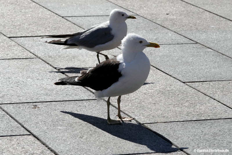 Baltische Heringsmöwen Larus fuscus fuscus-1