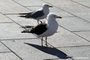 Larus fuscus fuscus