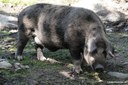 Linderöd Schwein
