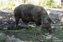 Linderöd Schwein