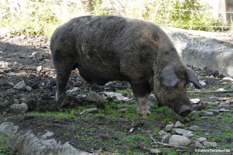 Linderöd Schwein-1