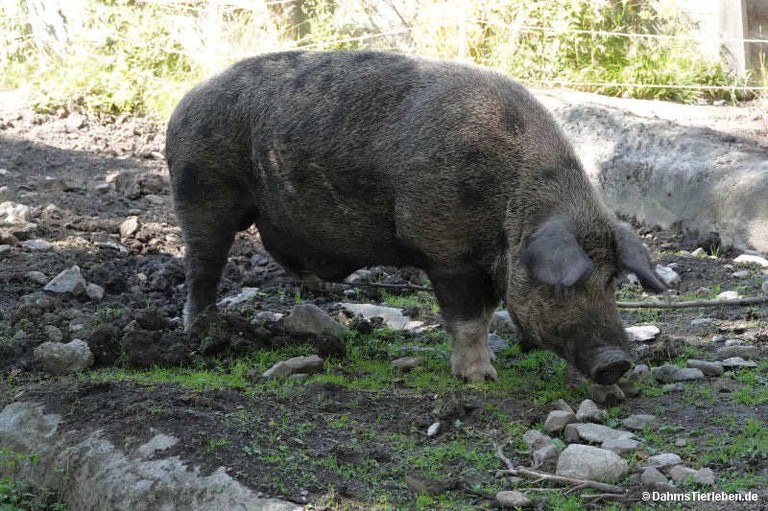 Linderöd Schwein