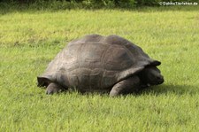 Aldabra-Riesenschildkröte (Aldabrachelys gigantea) auf Bird Island, Seychellen