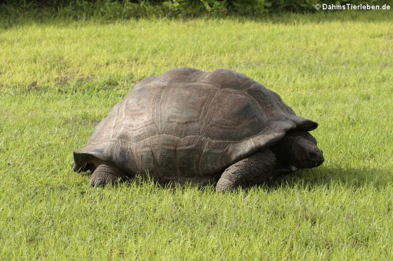 Aldabrachelys gigantea