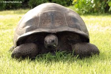 Aldabra-Riesenschildkröte (Aldabrachelys gigantea) auf Bird Island, Seychellen