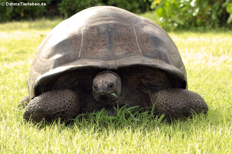 Aldabra-Riesenschildkröte (Aldabrachelys gigantea)