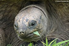 Aldabra-Riesenschildkröte (Aldabrachelys gigantea) auf Bird Island, Seychellen