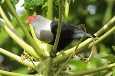 Warzenfruchttaube (Alectroenas pulcherrimus) auf Bird Island, Seychellen