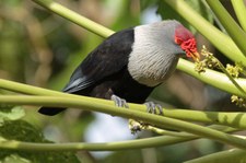 Warzenfruchttaube (Alectroenas pulcherrimus) auf Bird Island, Seychellen