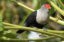 Warzenfruchttaube (Alectroenas pulcherrimus) auf Bird Island, Seychellen