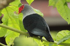 Warzenfruchttaube (Alectroenas pulcherrimus) auf Bird Island, Seychellen