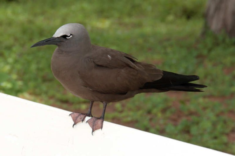 Anous stolidus pileatus