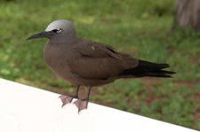 Noddiseeschwalbe (Anous stolidus pileatus) auf Bird Island, Seychellen