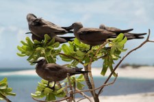 Noddiseeschwalbe (Anous stolidus pileatus) auf Bird Island, Seychellen