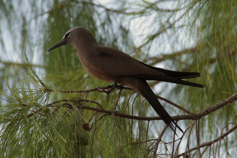 Noddiseeschwalbe (Anous stolidus pileatus)