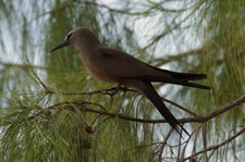 Noddiseeschwalbe (Anous stolidus pileatus) auf Bird Island, Seychellen