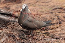 Noddiseeschwalbe (Anous stolidus pileatus) auf Bird Island, Seychellen