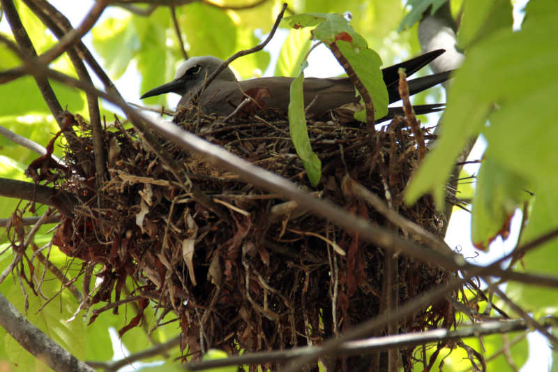 Anous stolidus pileatus-3