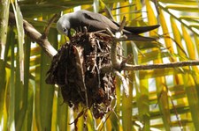 Schlankschnabelnoddi (Anous tenuirostris tenuirostris) auf Bird Island, Seychellen