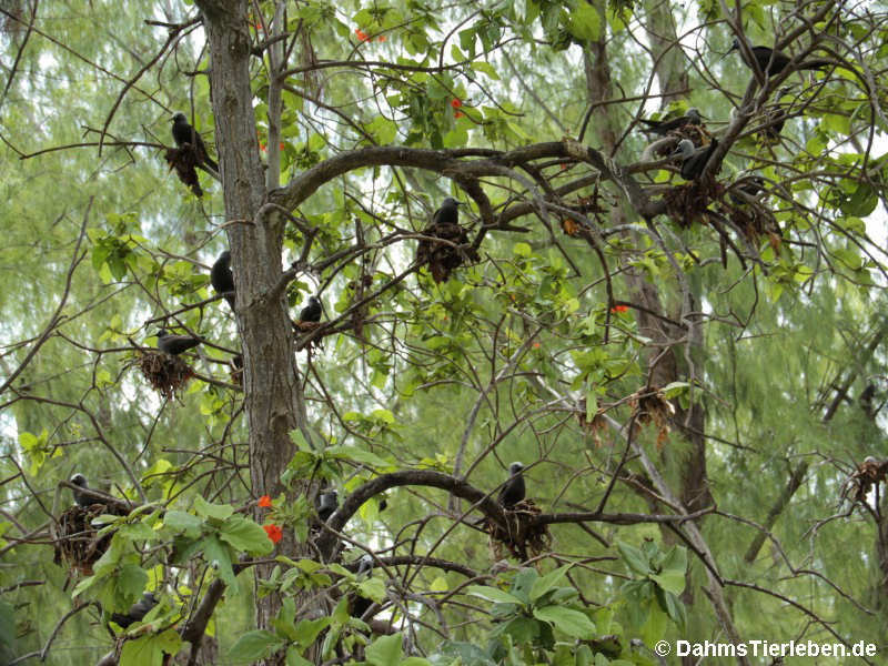 Anous tenuirostris tenuirostris