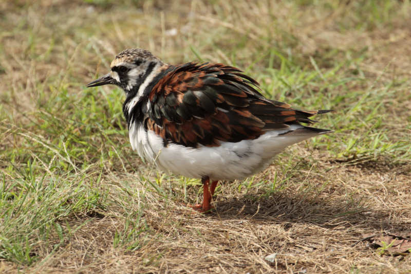 Steinwälzer (Arenaria interpres)