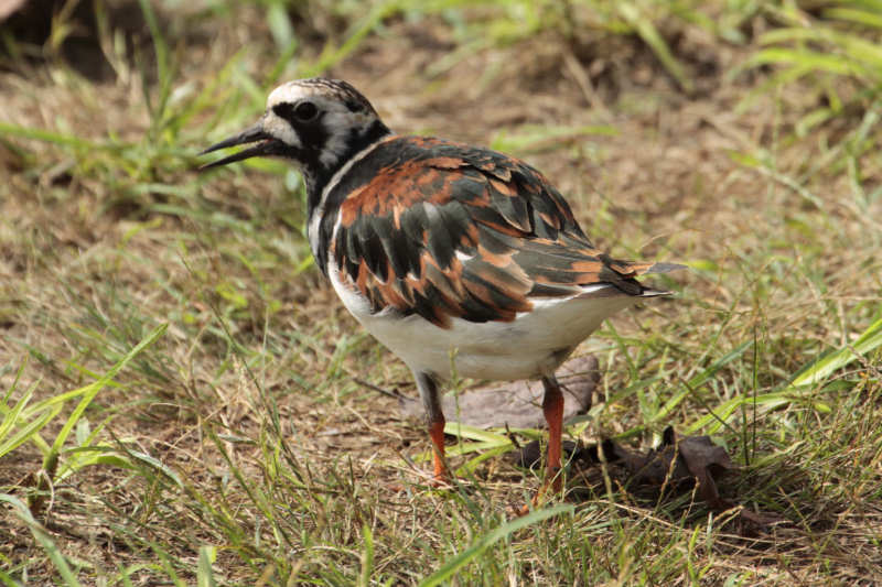 Arenaria interpres